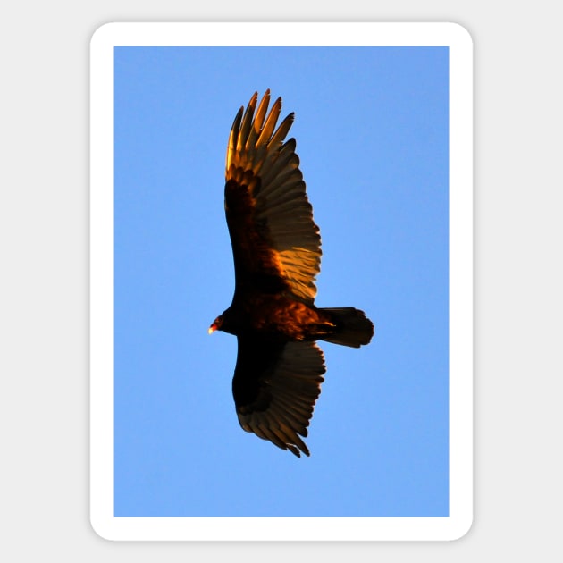 Turkey Vulture Sticker by dltphoto